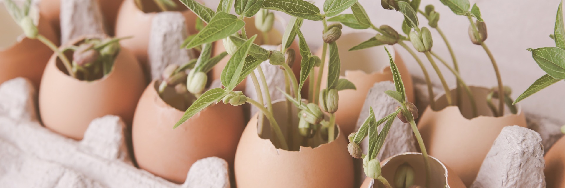 Egg shell seedlings