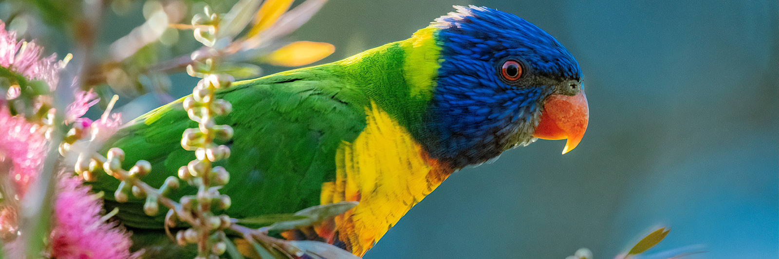 Beautiful bird on bottle brush tree