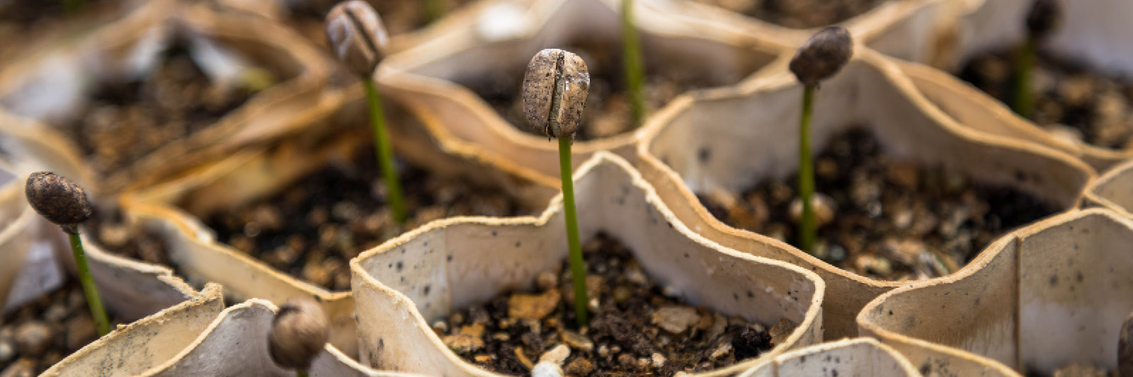 Seedlings sprouting