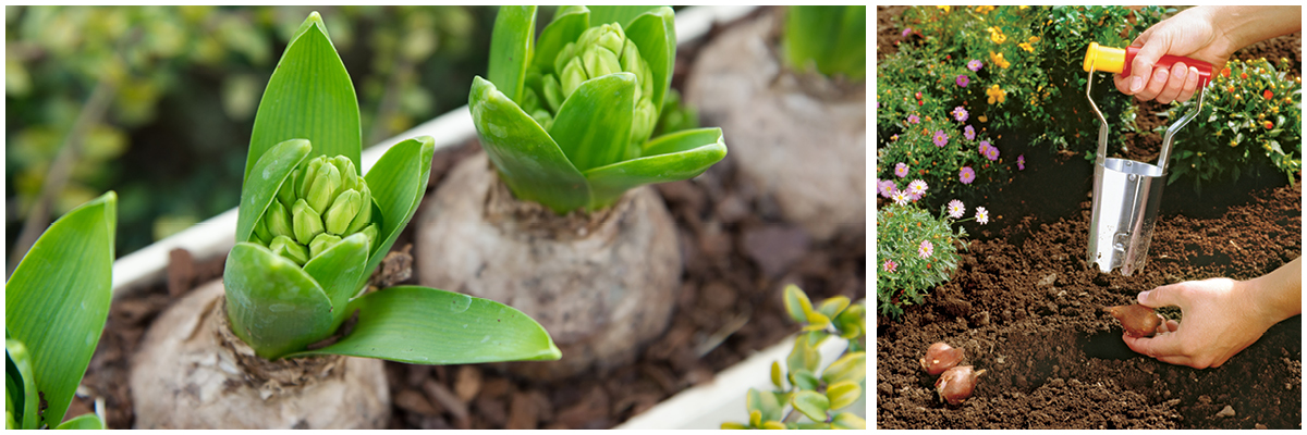 WOLF-Garten Bulb Planter