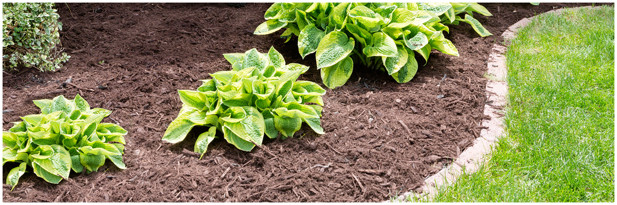 Mulch in garden bed