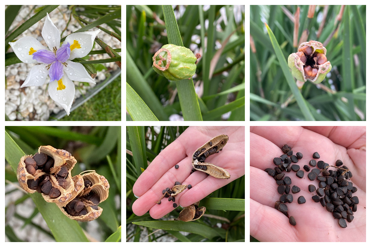 How to Cultivate Seeds from a Fairy Iris Flower