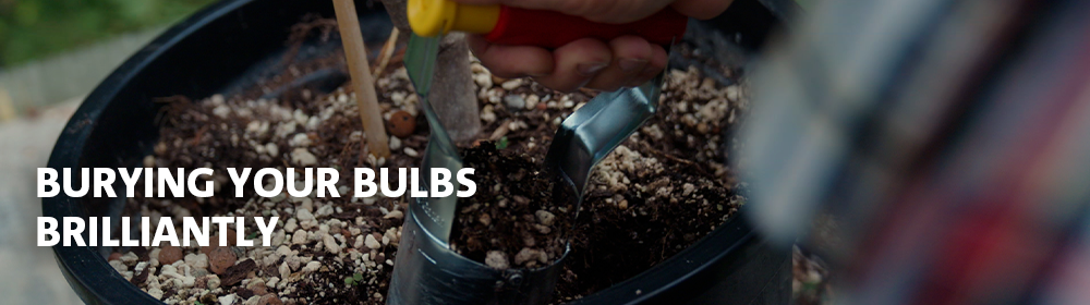 Burying your bulbs, brilliantly