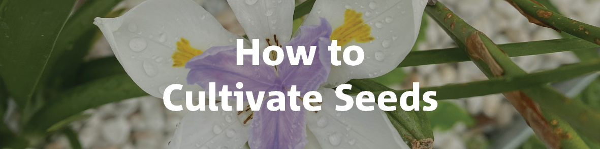 How to Cultivate Seeds