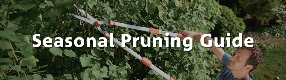 Seasonal Pruning Guide